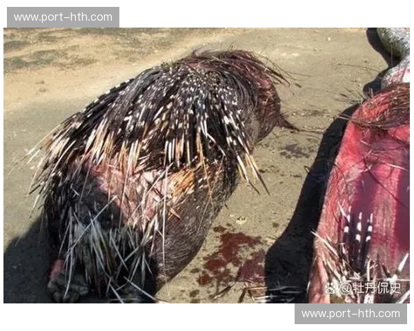 极野与极精的博弈：当南非之魂撞上德国之心，一场灵魂深处的巅峰较量